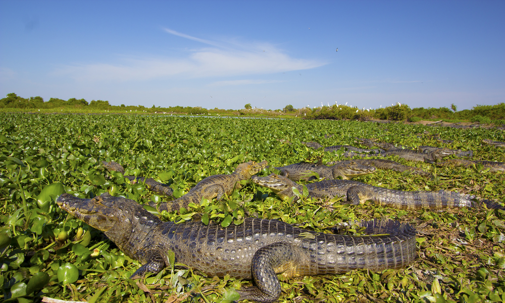 Pantanal de Mato Grosso en Brasil