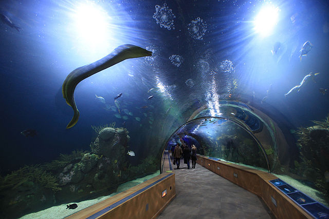 Oceanogràfic en Valencia