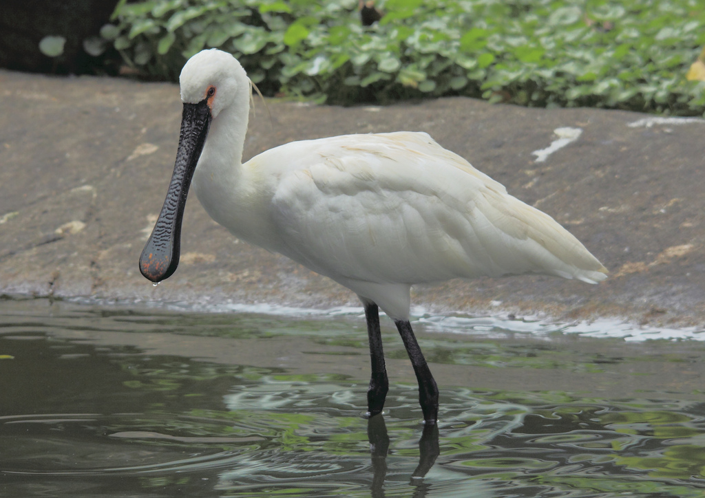 Ave en Jurong Bird Park