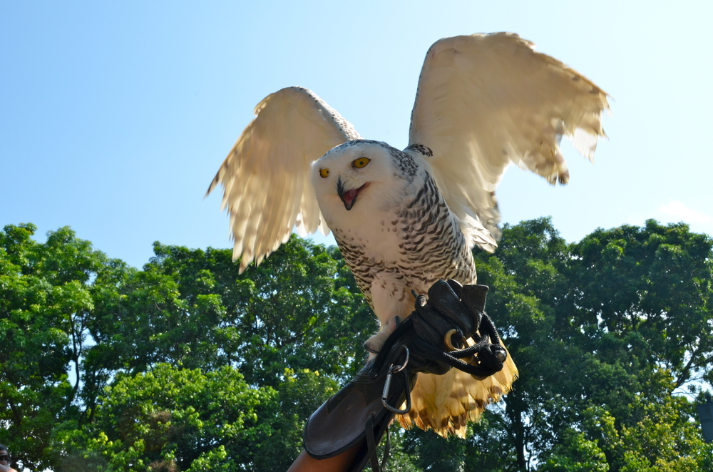 Búho en Juron Bird Park