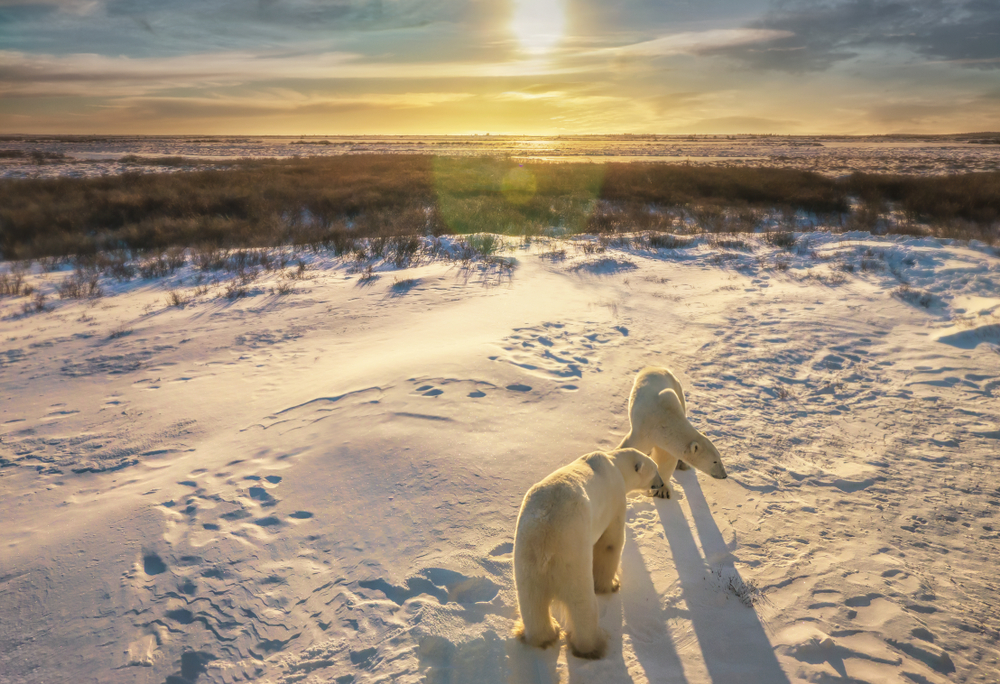 Osos polares en Churchill, Canadá, un lugar para conocer animales salvajes