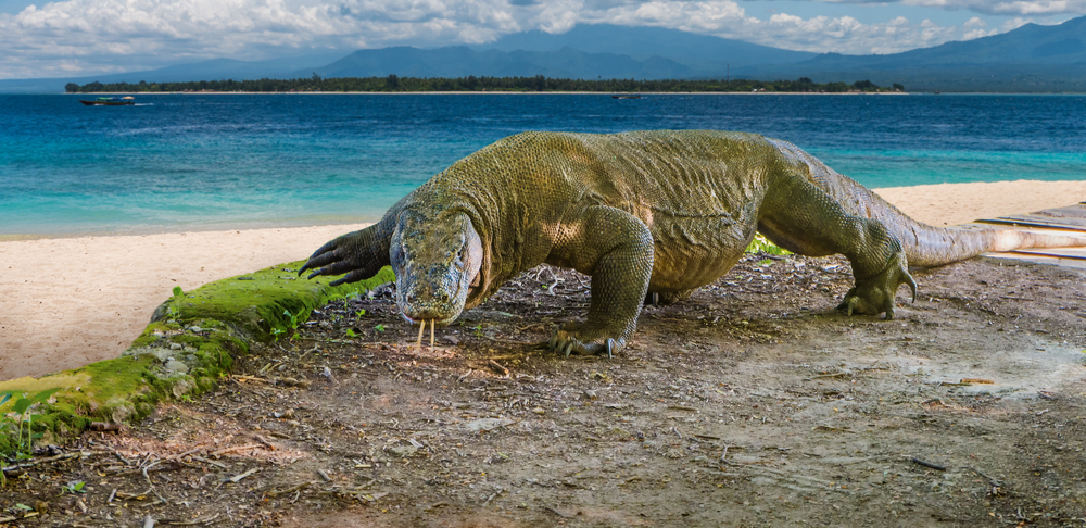 Dragón de Komodo