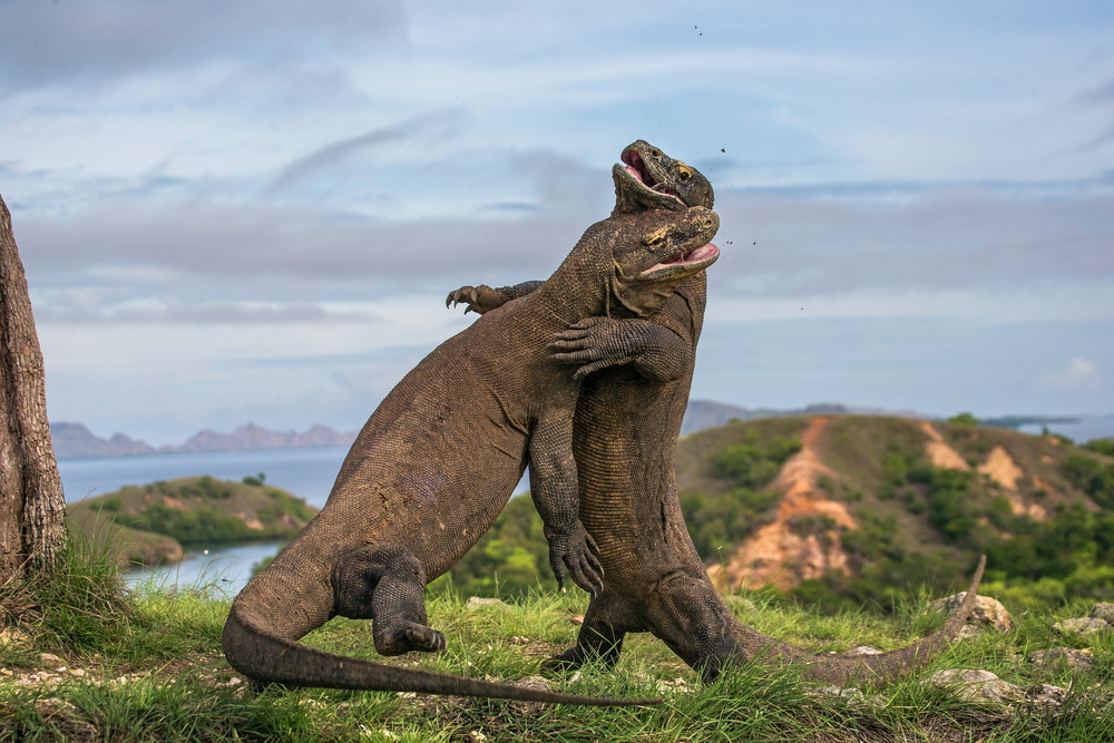 Dragones de Komodo