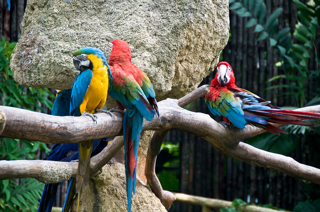 Loros en Jurong Bird Park