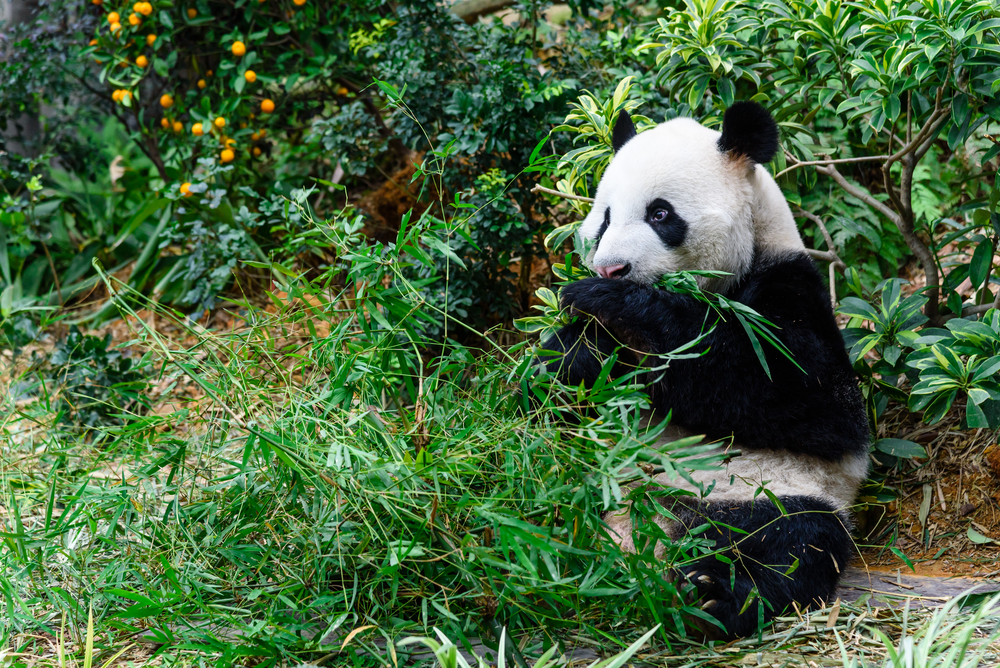 Panda gigante en el zoo de Singapur