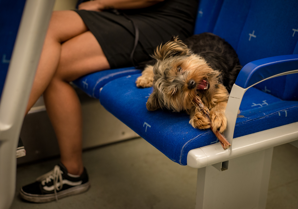 Perro en un tren de Ámsterdam