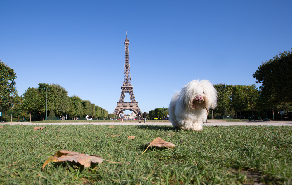 Perro en París