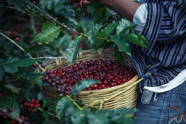 Mujer recolectando café