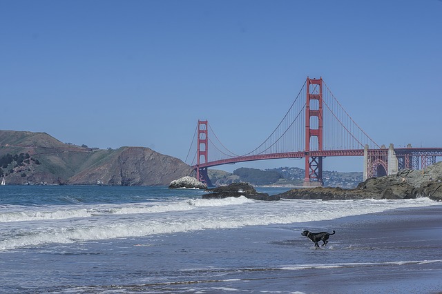 San Francisco, un destino para viajar con tu perro