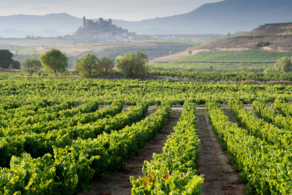 Los mejores viñedos de España para hacer catas de vino