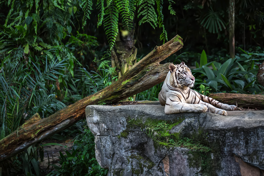 Tigre blanco en el zoo de Singapur