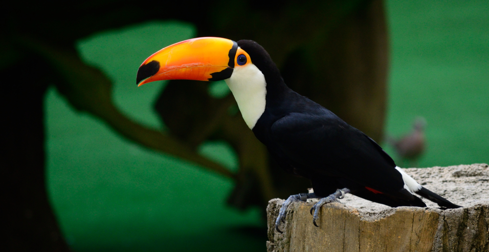 Tucán en Jurong Bird Park