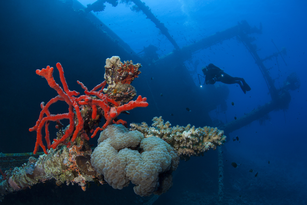 Arredife de coral en Aqaba