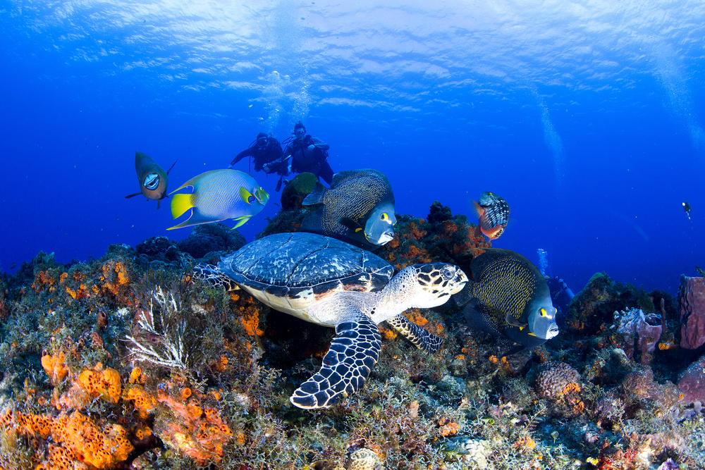 Arrecife de Cozumel