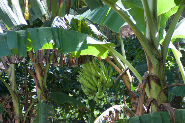 Bananos en Santa Lucía