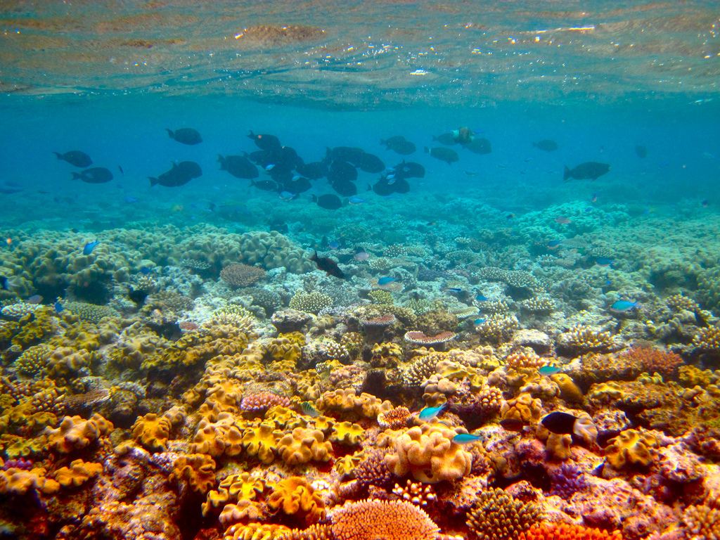 Gran Barrera de Coral en Australia