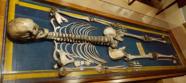 Esqueleto en el Museo Nacional de Antropología