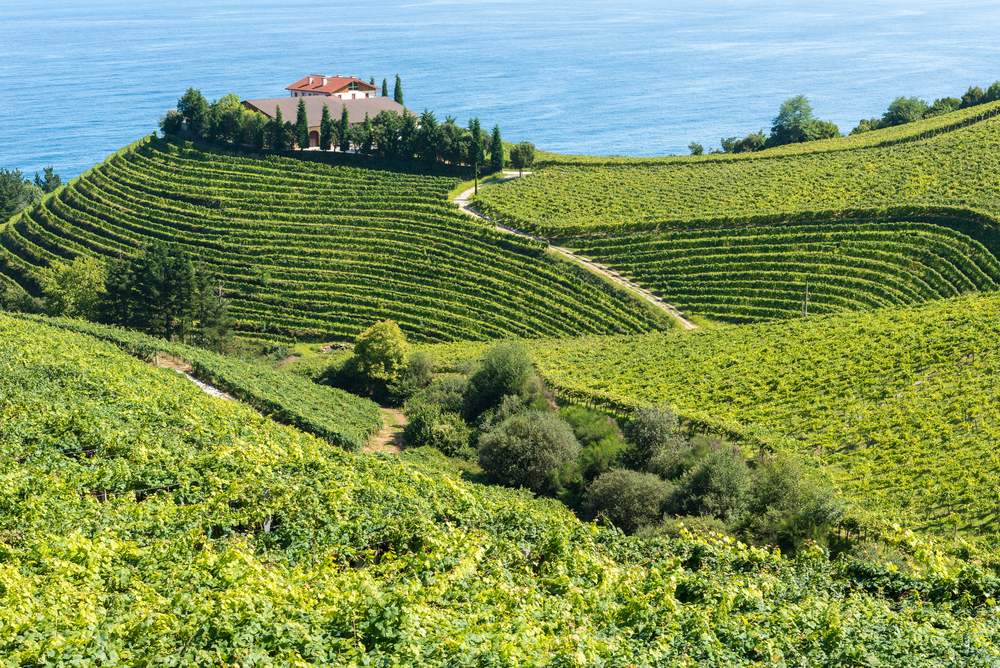 Viñedos en Getaria