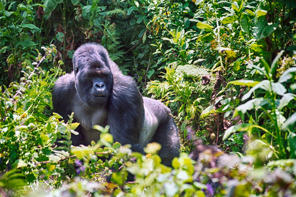 Gorila de Montaña en Ruanda