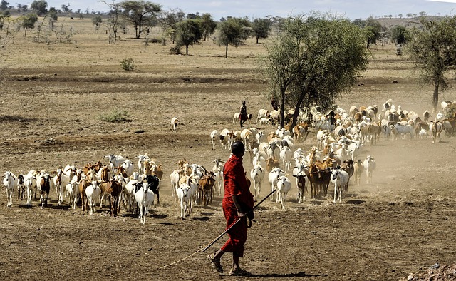 Tribu masai en África