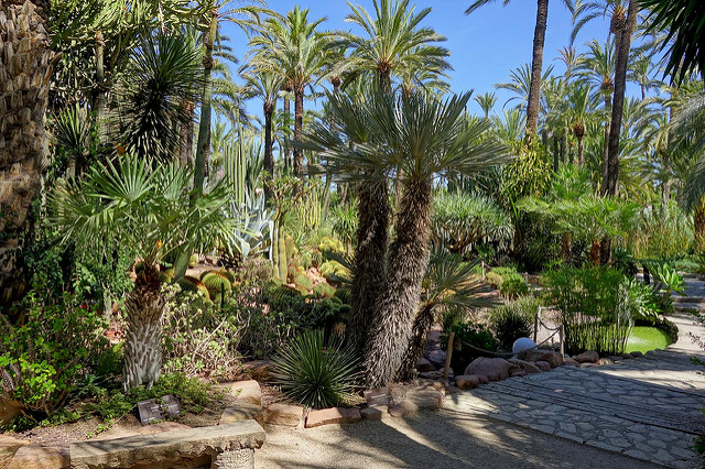 Palmeral de Elche