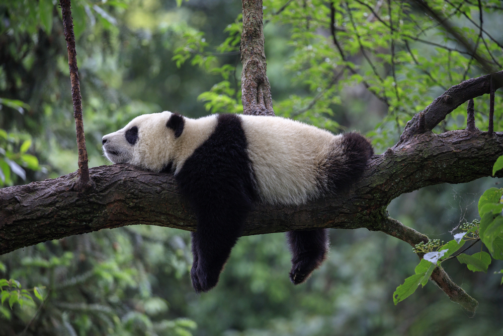 Acaricia pandas y prueba la rica comida de Sichuan en China