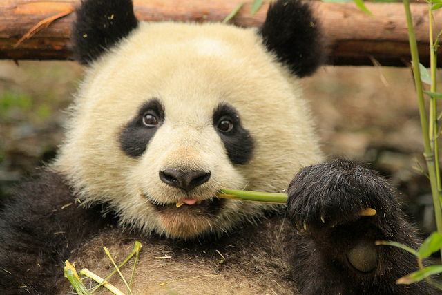 Panda en Sichuan