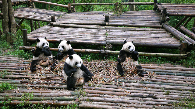 Pandas en Sichuan