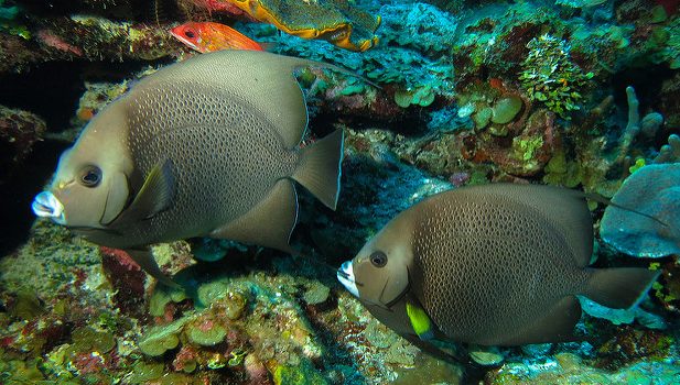 Fauna en el Blue Hole