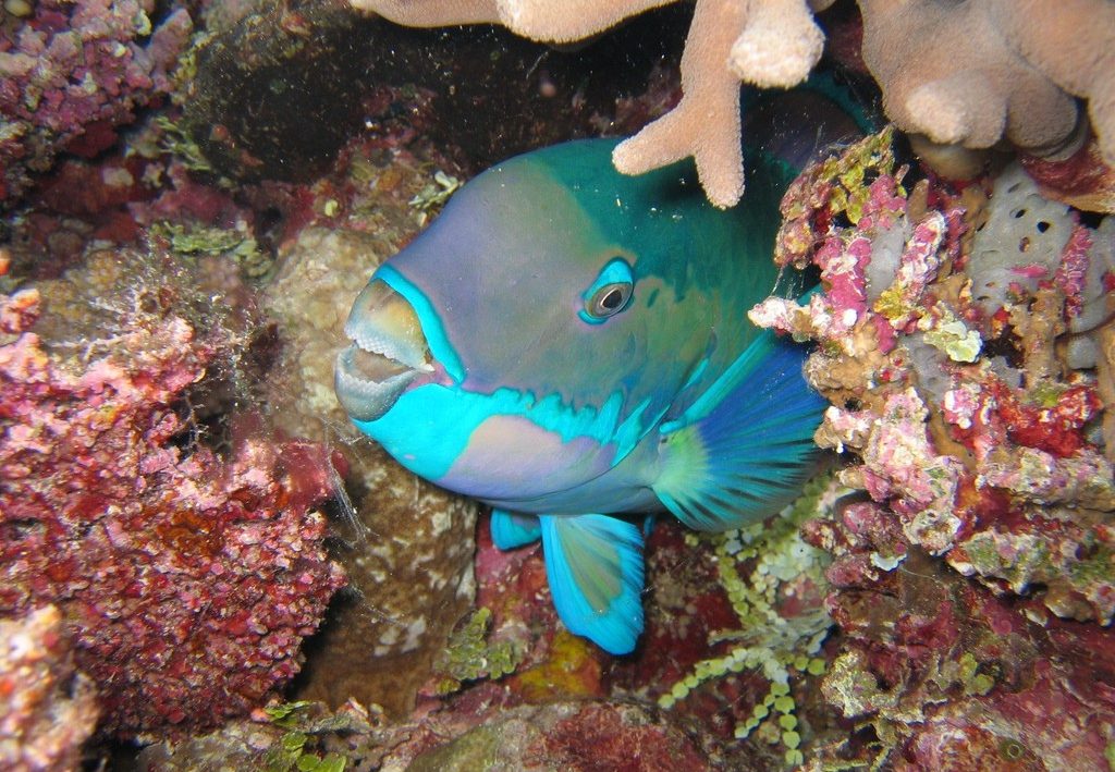 Pez en la Gran Barrera de Coral
