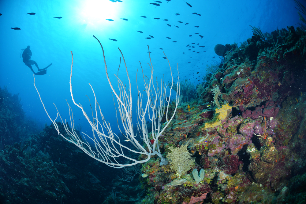 Fondo marino de la isla de Roatán