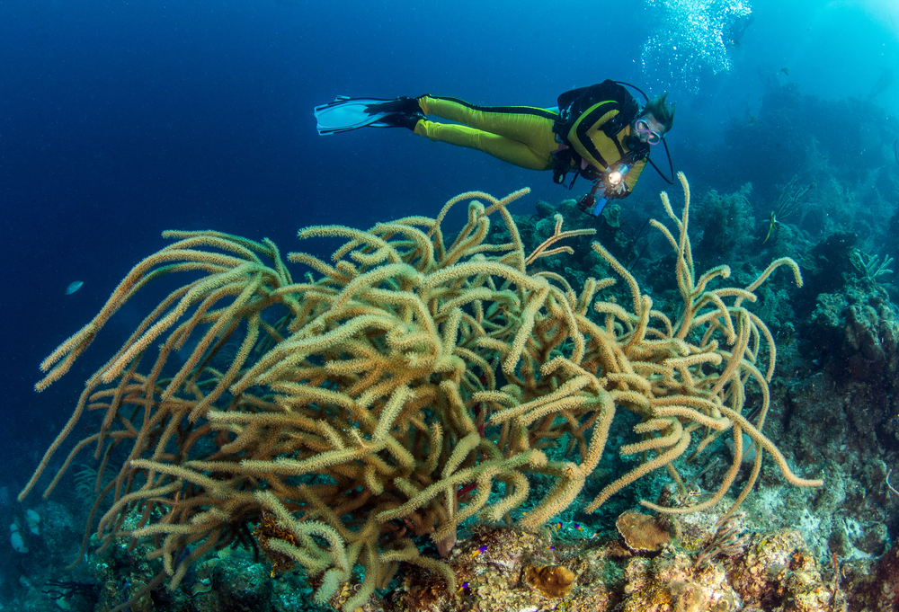 Hombre haciendo submarinismo en el Blue Hole