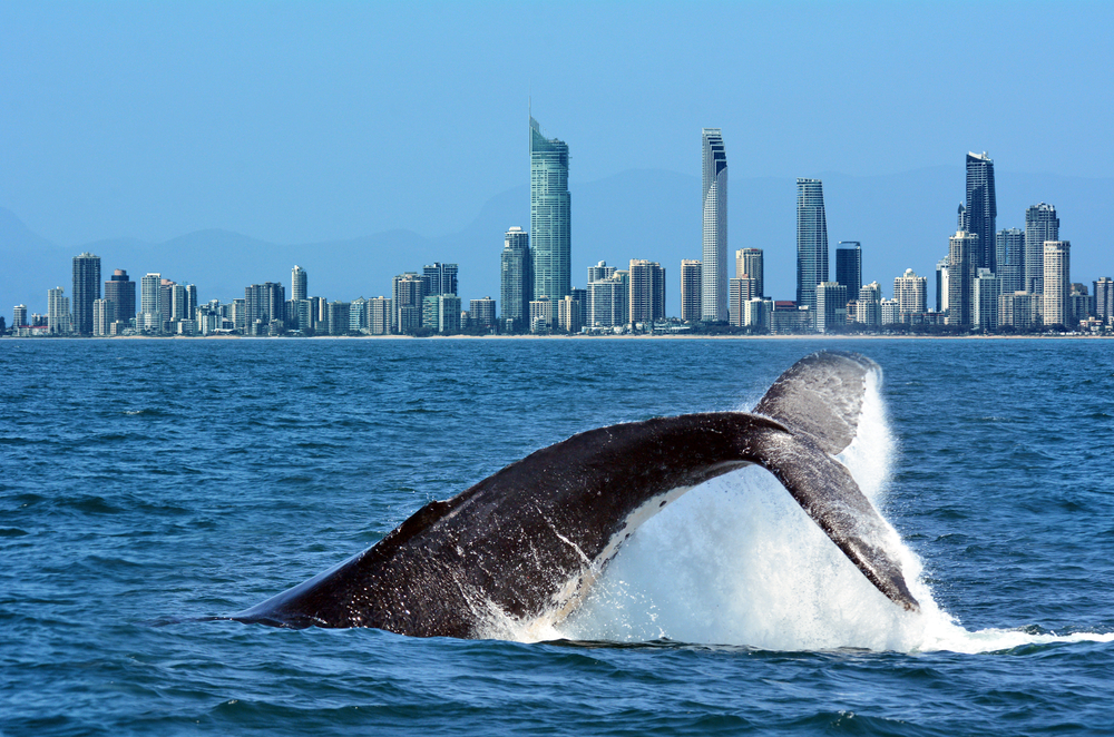 Ballena en Surfers Paradise