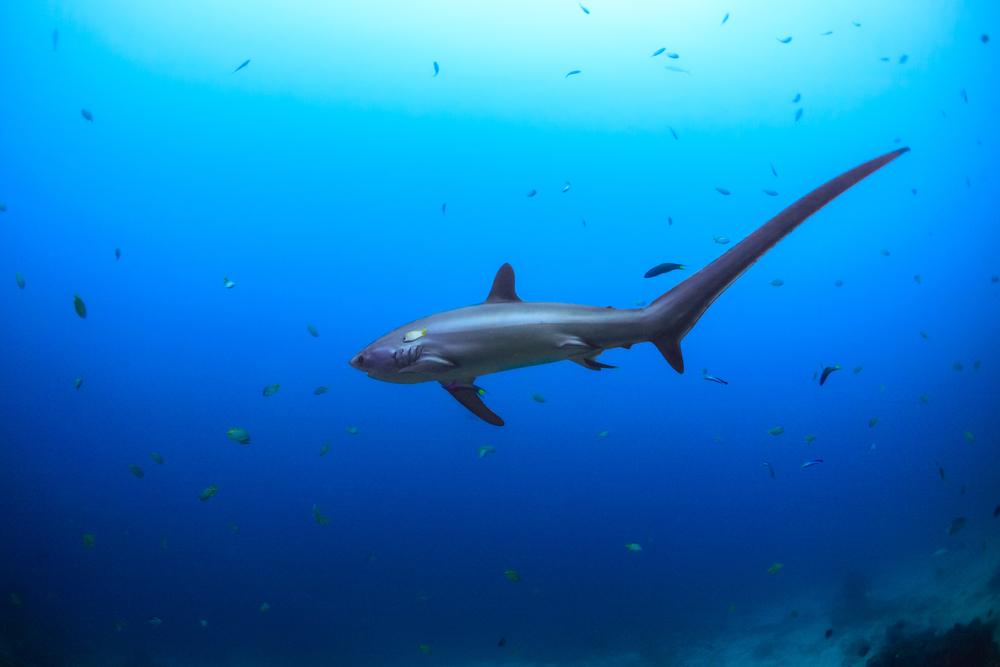 tiburón zorro en la isla de Malapascua