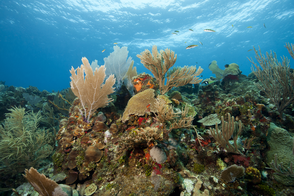 Arrecifes de Roatán