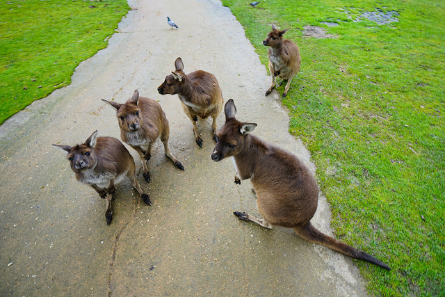 Ballarat Wildlife Park, uno de los lugares en Australia para ver canguros