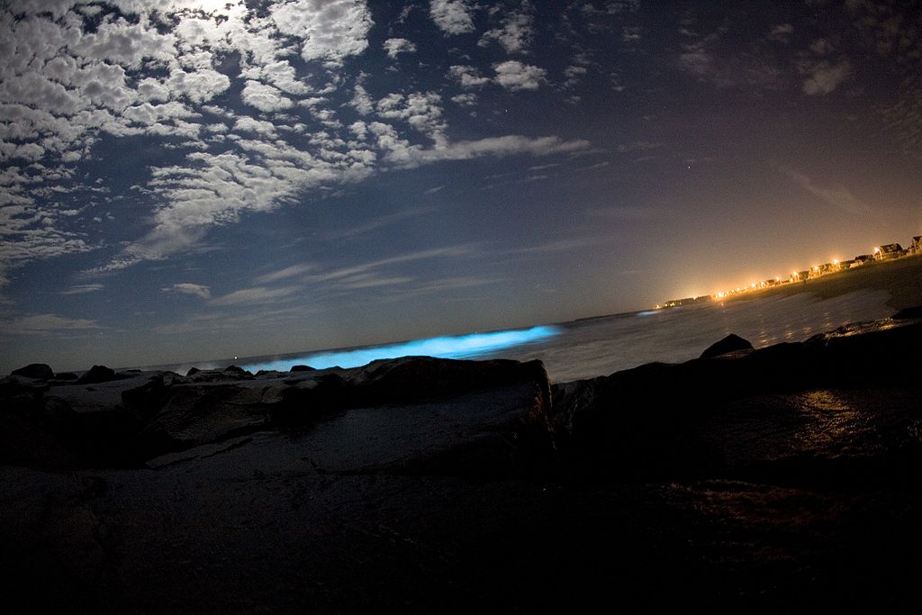 Bioluminiscencia en la playa