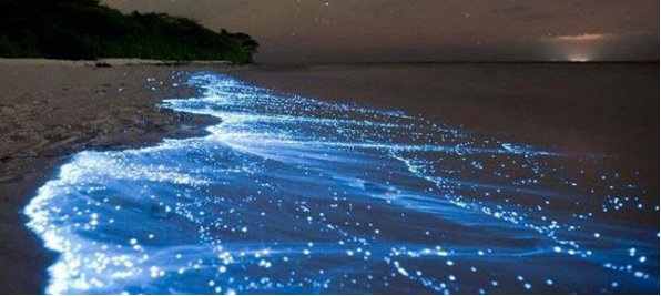 Mar de estrellas en Maldivas