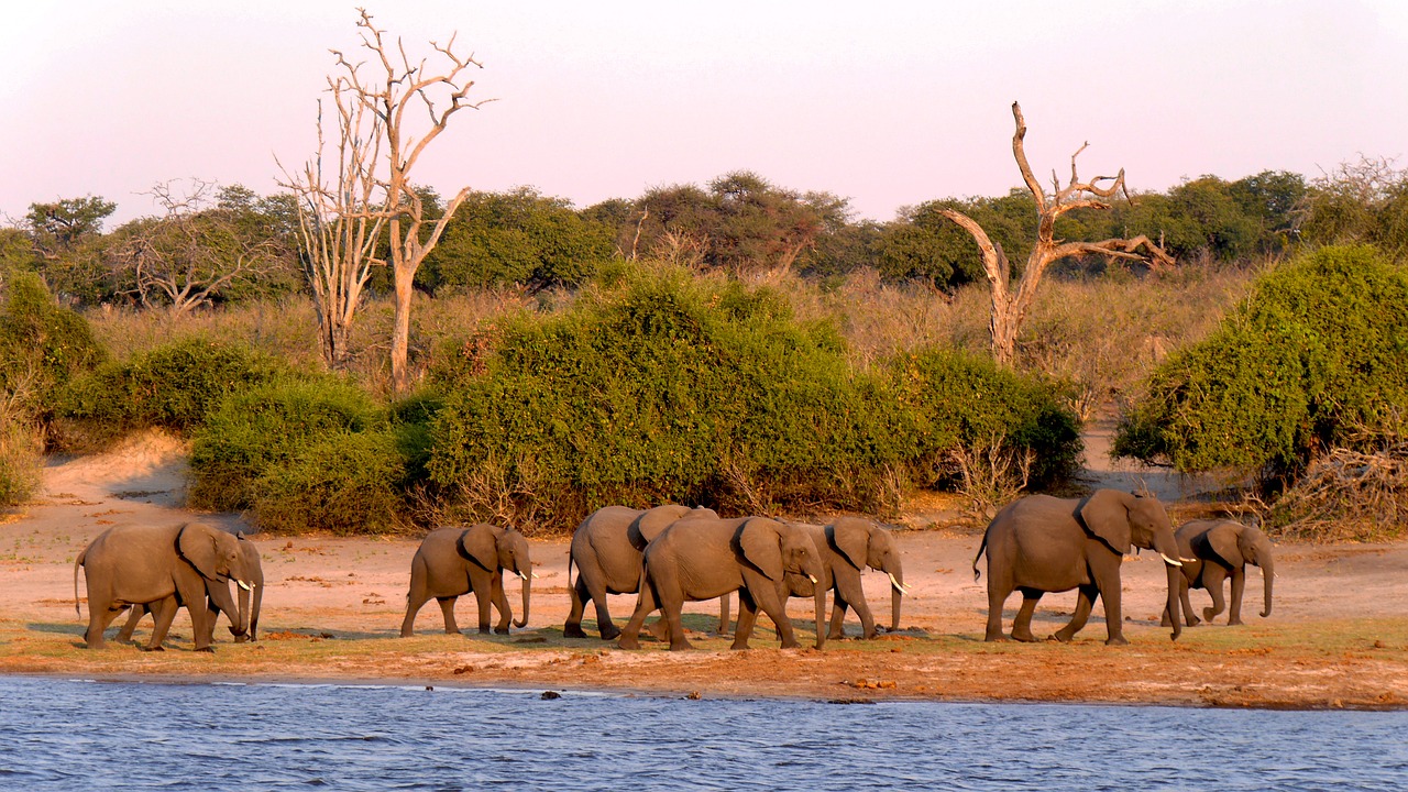 Elefantes en Botswana