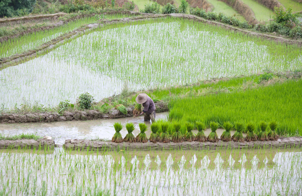 Campo de arroz en Yunnan, China