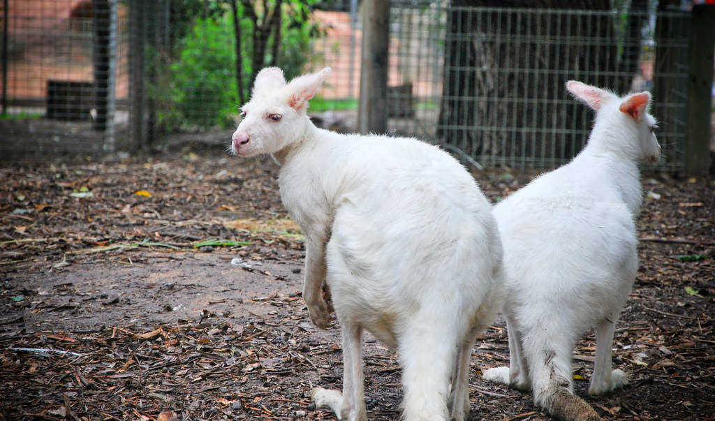 Featherdale Wildlife Park en Australia