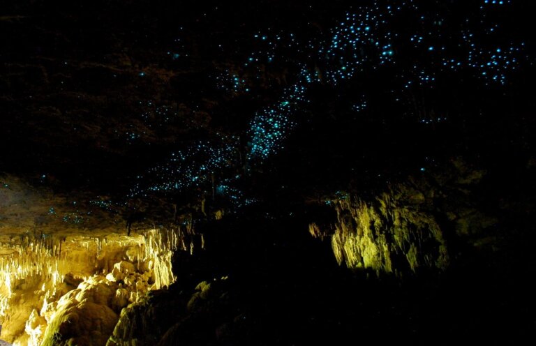 Descubre las increíbles cuevas de Waitomo Glowworm en Nueva Zelanda