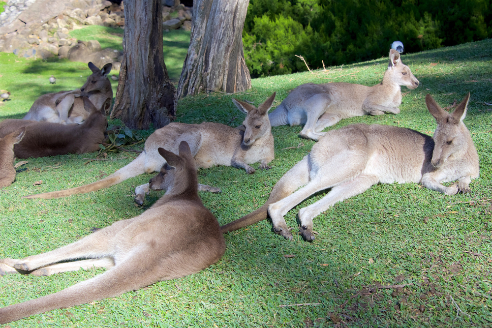 Canguros en el Currumbin Wildlife Sanctuary