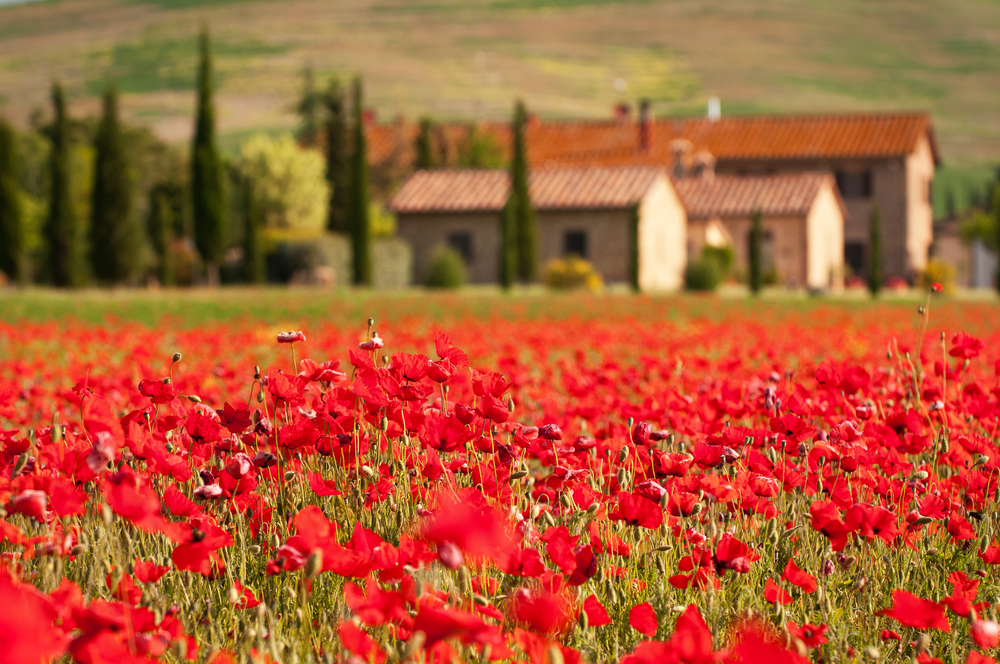 Amapolas en Toscana, en un recorrido por Europa a través de sus flores