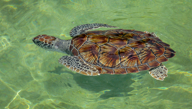 Granja de tortugas en islas Caiman