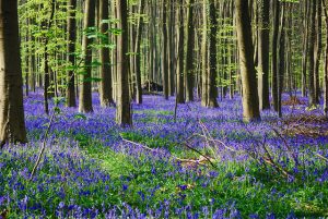Hallerbos en Bélgica