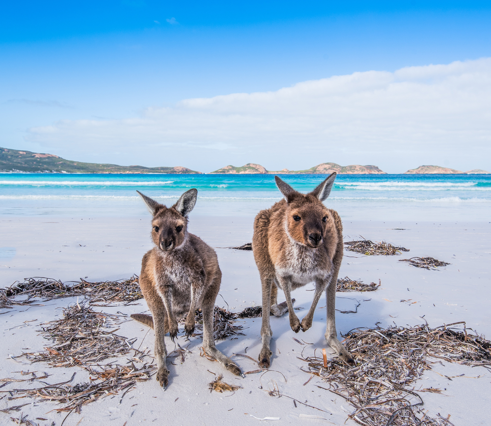Kangaroo Island en Australia