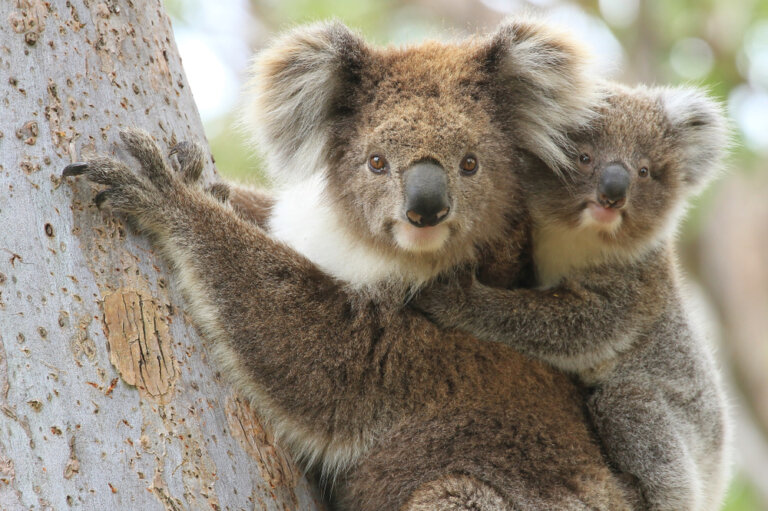 Los mejores lugares en Australia para ver koalas y canguros