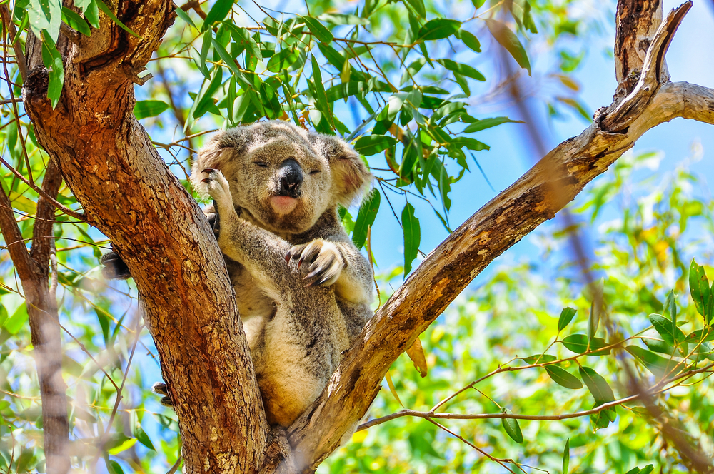 Koala en Magnetic Island