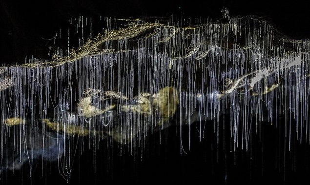 Luciérnagas en las cuevas de Waitomo Glowworm